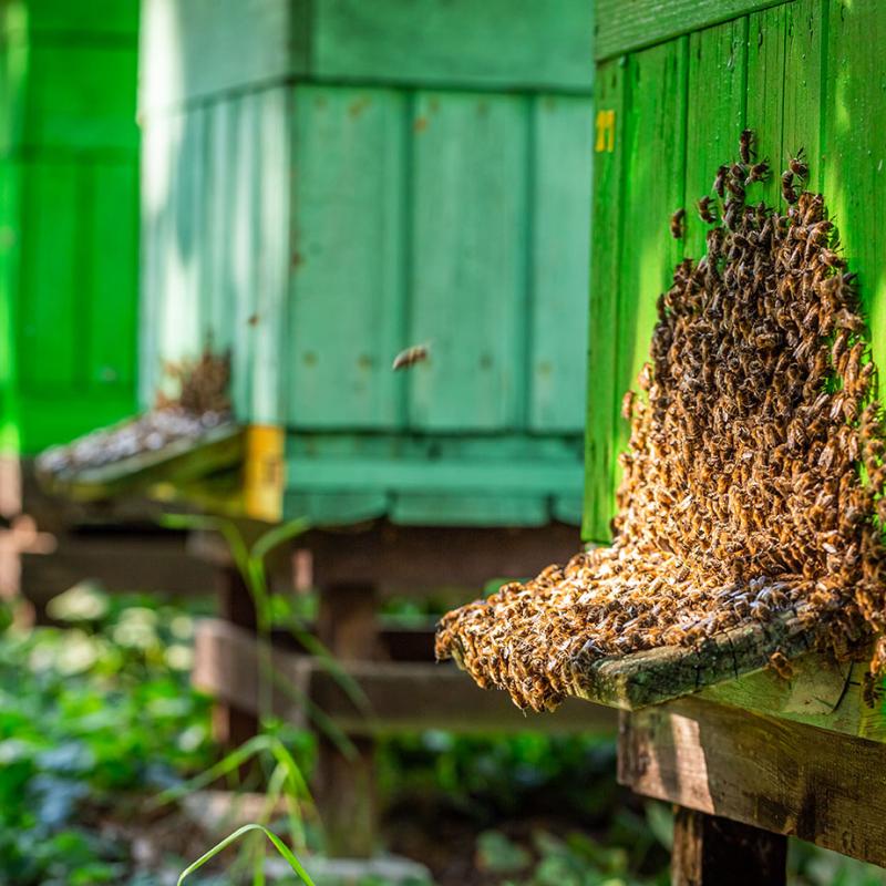 Roztocze – Kraina Miodem Płynąca